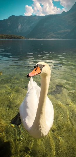 [2436x1125]水禽 天鹅 湖水 清澈  优雅 苹果手机壁纸图片