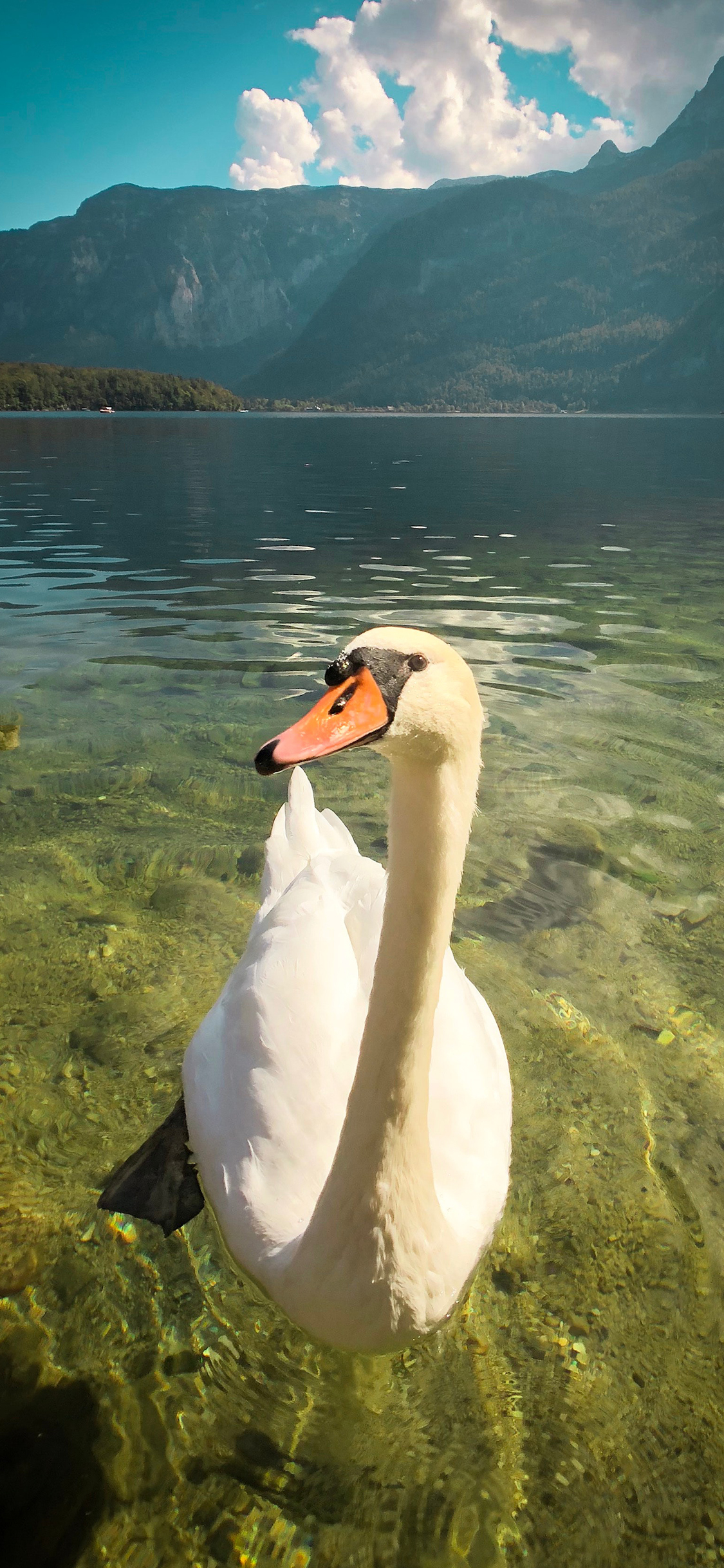 [2436×1125]水禽 天鹅 湖水 清澈  优雅 苹果手机壁纸图片