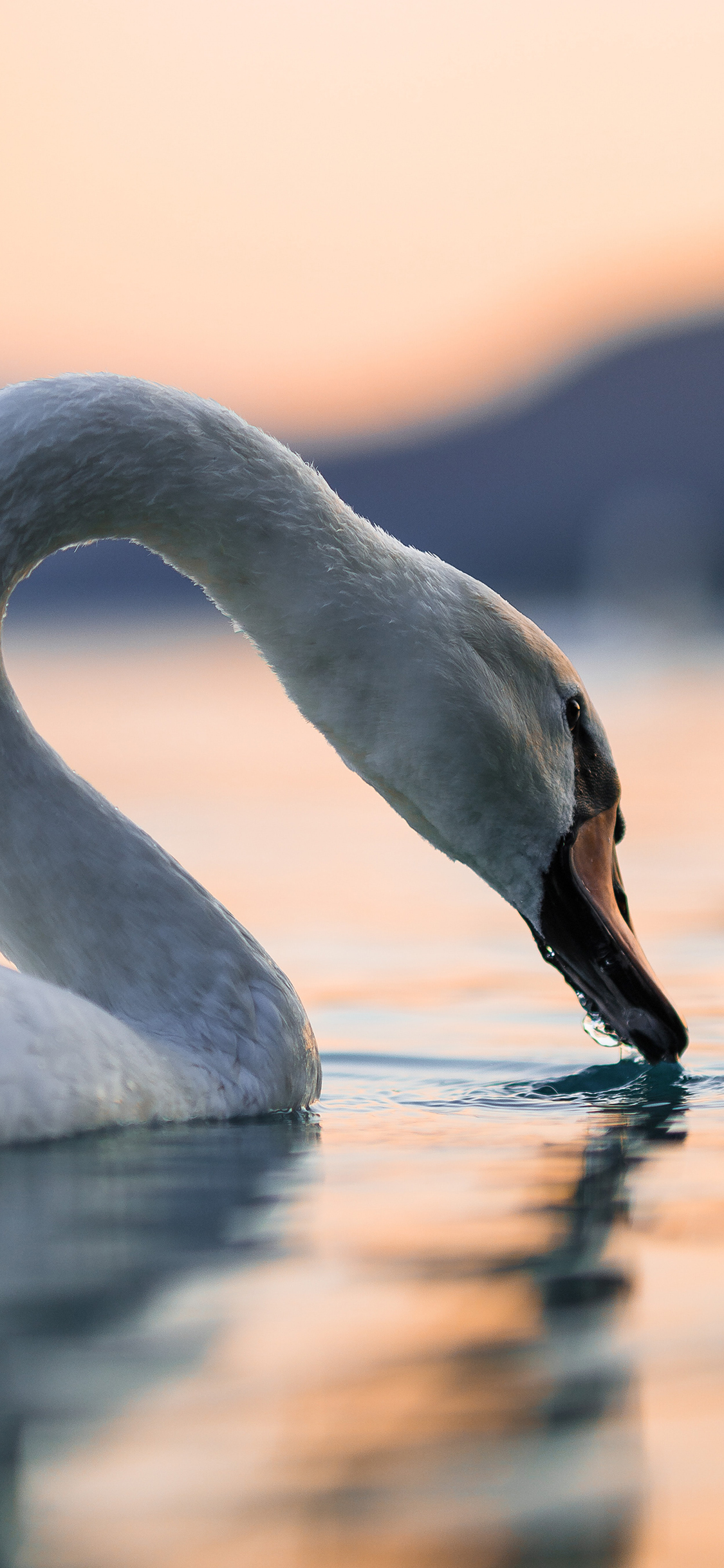 [2436×1125]水禽 水面 天鹅 觅食 苹果手机壁纸图片