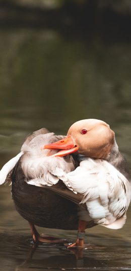 [2436x1125]水禽 水鸭 饲养 脚环 苹果手机壁纸图片