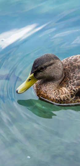 [2436x1125]水禽 鸭子 野鸭 水鸭 苹果手机壁纸图片
