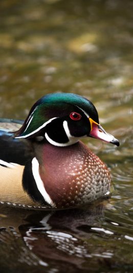 [2436x1125]水禽 鸳鸯 水面 游动 苹果手机壁纸图片