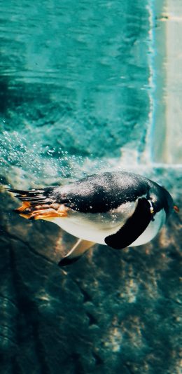 [2436x1125]水里 南极企鹅 游泳 觅食 苹果手机壁纸图片