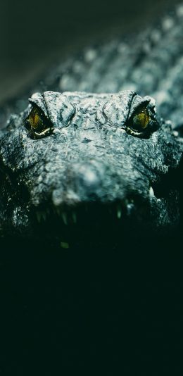 [2436x1125]水陆两栖 鳄鱼 食肉动物 苹果手机壁纸图片