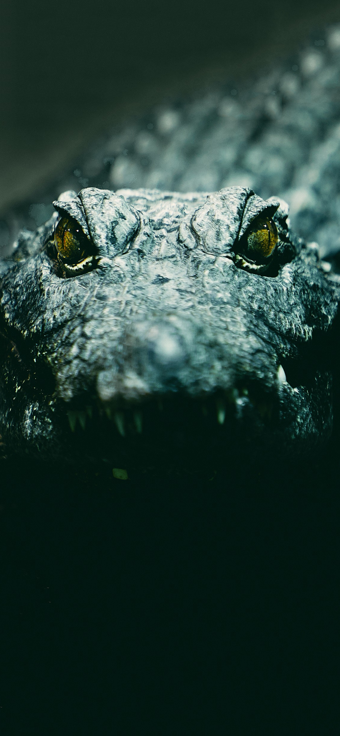 [2436×1125]水陆两栖 鳄鱼 食肉动物 苹果手机壁纸图片