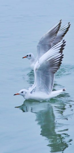 [2436x1125]水面 抓捕 水鸟 飞行 苹果手机壁纸图片