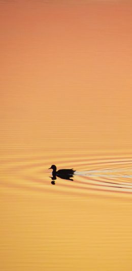 [2436x1125]水面 游动 鸭子 水禽 苹果手机壁纸图片