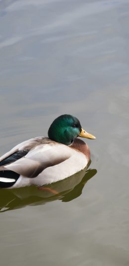 [2436x1125]水面 游动 鸭子 水鸭 水禽 苹果手机壁纸图片