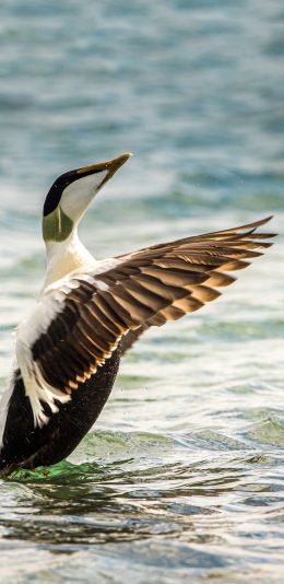 [2436x1125]水面 野鸭 水鸭 鸭子 展翅 苹果手机壁纸图片