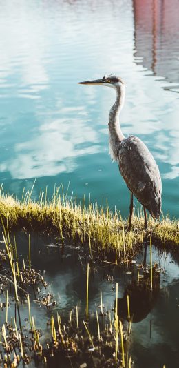 [2436x1125]水鸟 水草 湖面 禽类 苹果手机壁纸图片