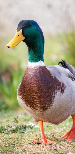 [2436x1125]水鸭 牲畜 水禽 鸭子 苹果手机壁纸图片