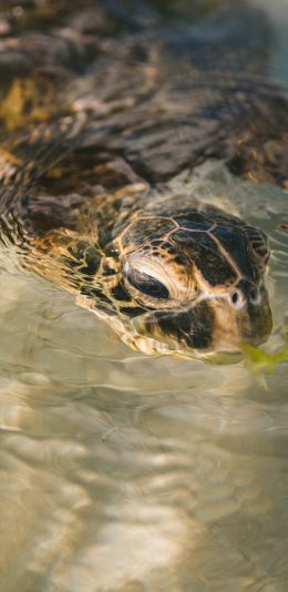 [2436x1125]池塘 乌龟 两栖动物 纹路 苹果手机壁纸图片