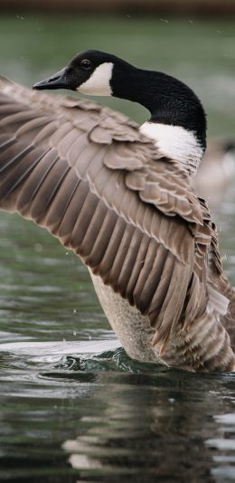 [2436x1125]池塘 候鸟 黑雁 展翅 苹果手机壁纸图片