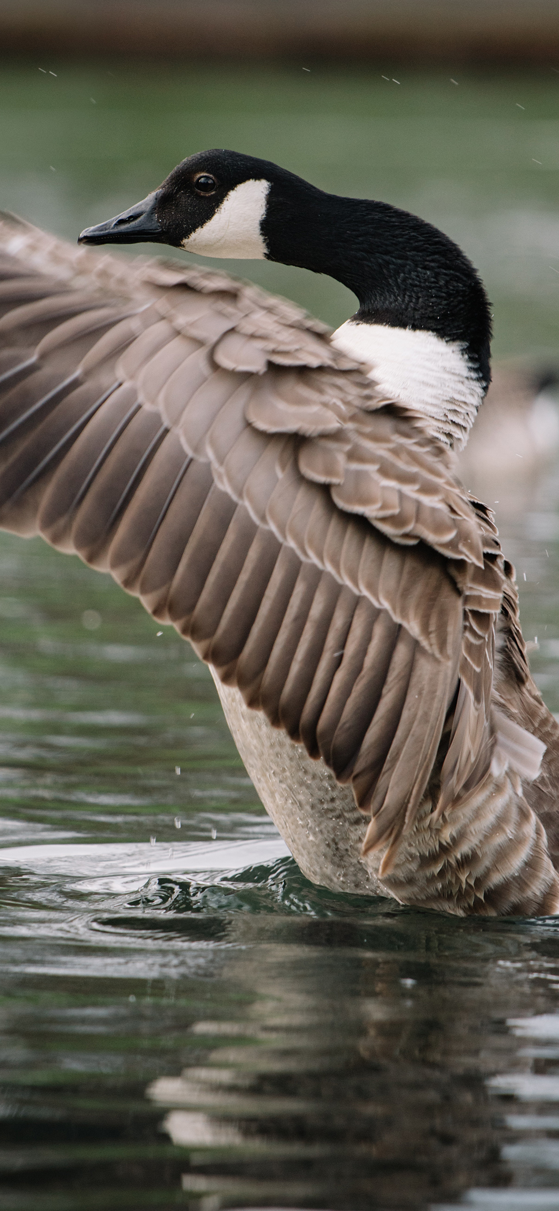 [2436×1125]池塘 候鸟 黑雁 展翅 苹果手机壁纸图片