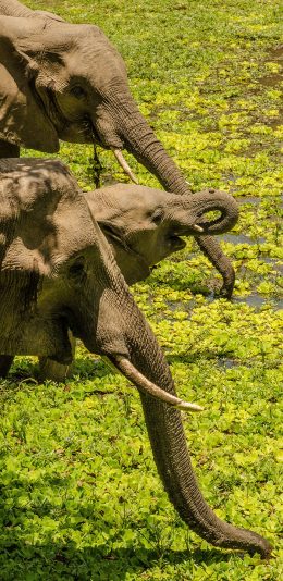 [2436x1125]池塘 大象 象牙 长鼻子 苹果手机壁纸图片