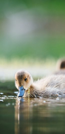 [2436x1125]池塘 小鸭子 游水 觅食 苹果手机壁纸图片