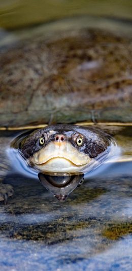 [2436x1125]池塘 甲鱼 龟类 两栖 苹果手机壁纸图片