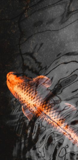 [2436x1125]池塘 观赏鱼 锦鲤 好运 苹果手机壁纸图片