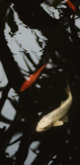 [2436x1125]池塘 锦鲤 观赏鱼 水池 苹果手机壁纸图片