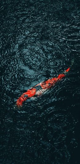 [2436x1125]池塘 锦鲤 观赏鱼 鱼类 苹果手机壁纸图片