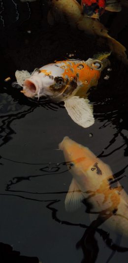 [2436x1125]池塘 锦鲤 鲤鱼 好运 苹果手机壁纸图片
