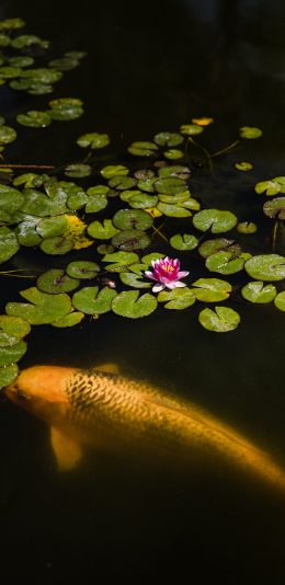 [2436x1125]池塘 锦鲤 鲤鱼 睡莲 苹果手机壁纸图片