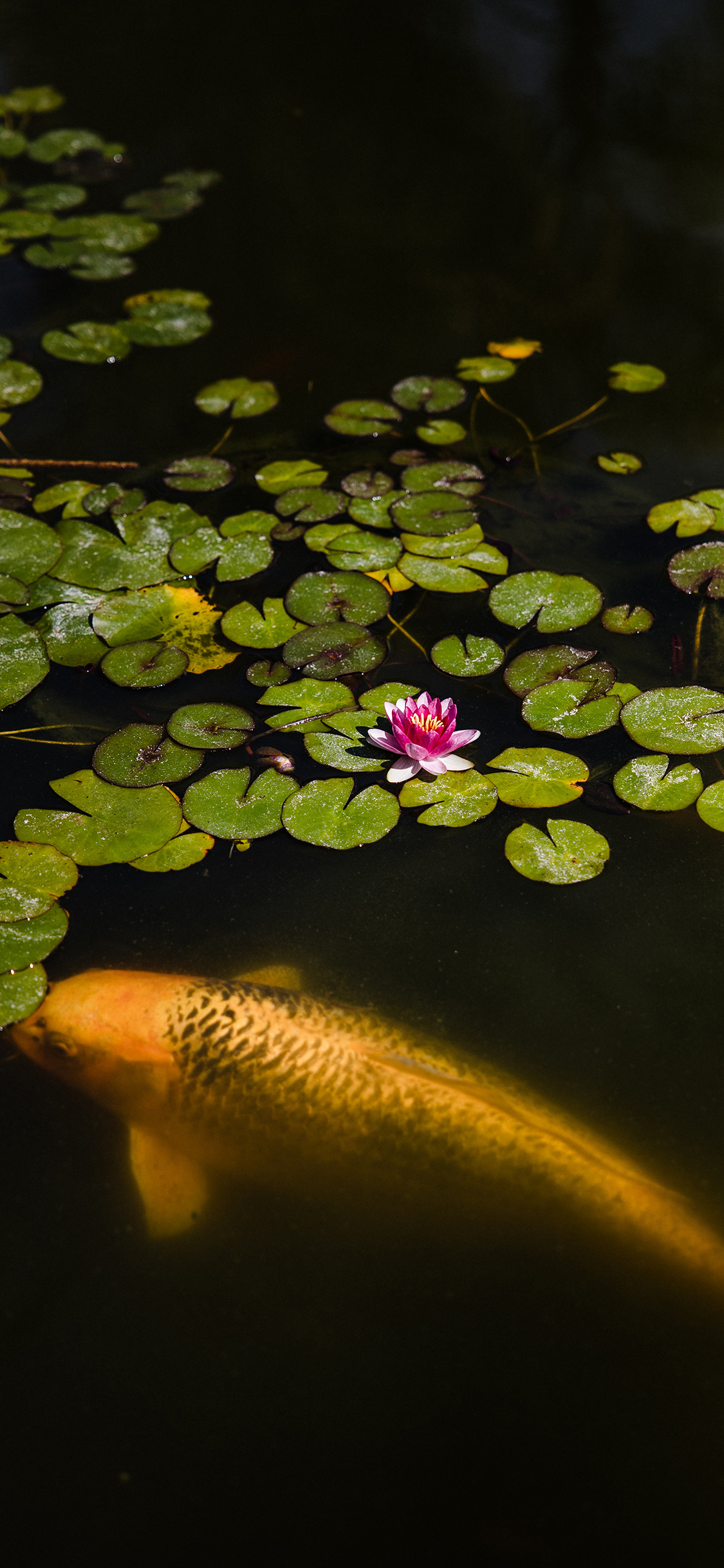 [2436×1125]池塘 锦鲤 鲤鱼 睡莲 苹果手机壁纸图片