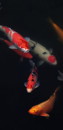 [2436x1125]池塘 鲤鱼 锦鲤 观赏鱼 苹果手机壁纸图片