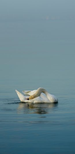 [2436x1125]池水 天鹅 保护动物 白色 苹果手机壁纸图片