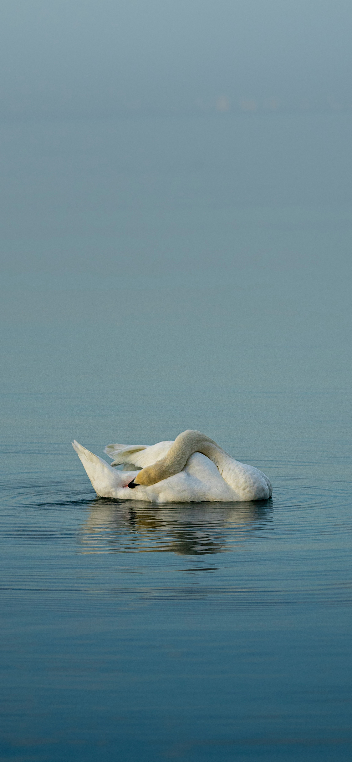 [2436×1125]池水 天鹅 保护动物 白色 苹果手机壁纸图片