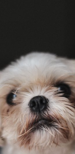 [2436x1125]汪星人 宠物狗 可爱 苹果手机壁纸图片