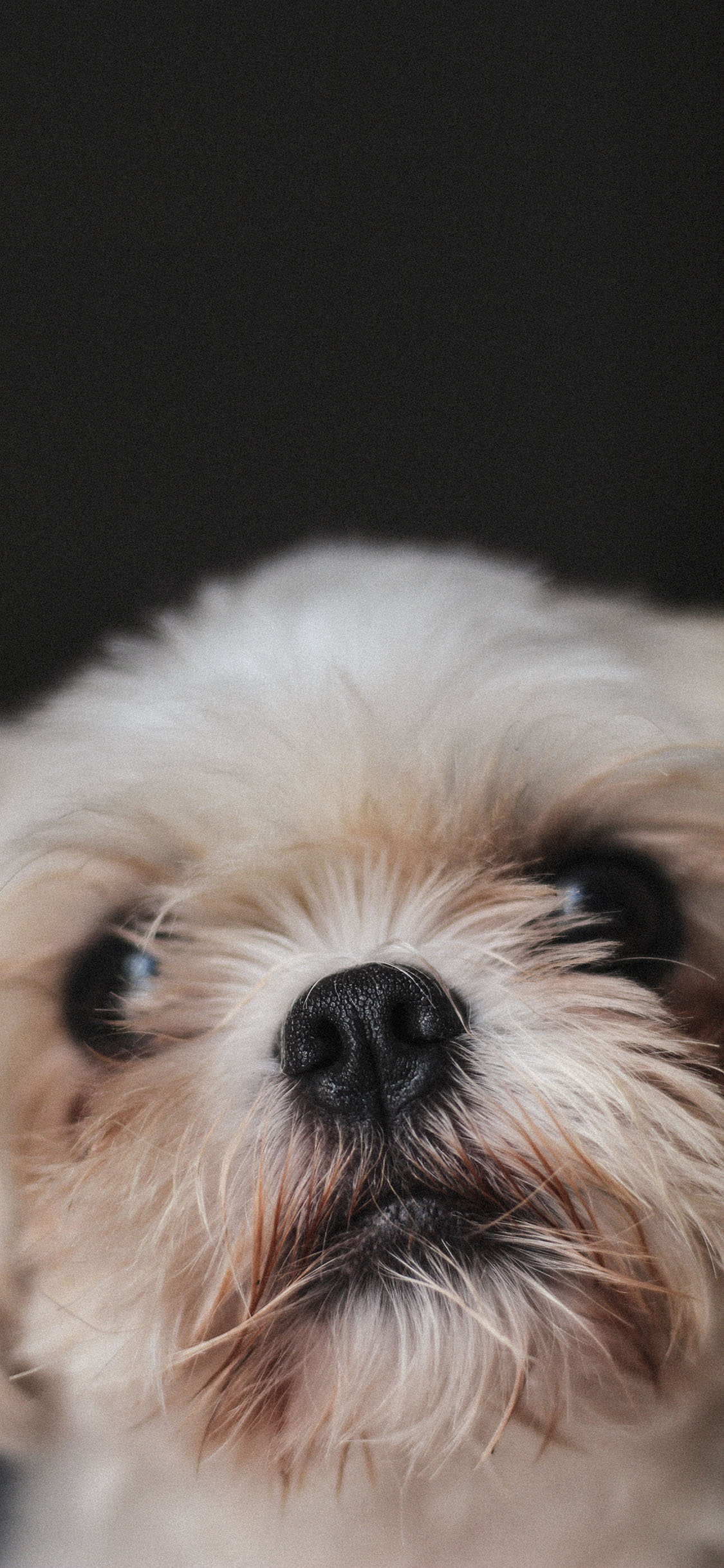 [2436×1125]汪星人 宠物狗 可爱 苹果手机壁纸图片