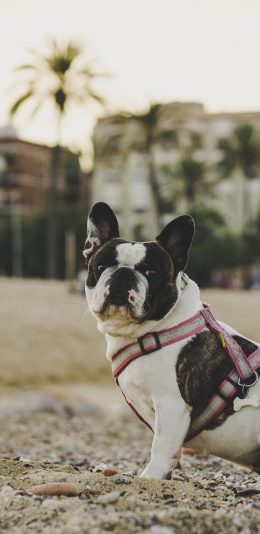 [2436x1125]汪星人 宠物狗 法斗犬 黑白斑块 苹果手机壁纸图片