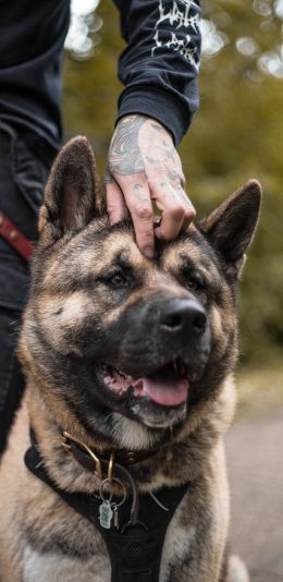 [2436x1125]汪星人 宠物狗 狼狗 聪明 苹果手机壁纸图片