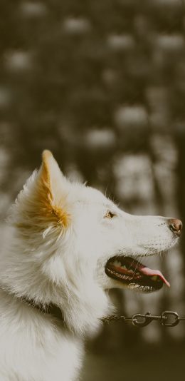 [2436x1125]汪星人 宠物狗 白色 侧面 苹果手机壁纸图片