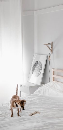 [2436x1125]汪星人 宠物狗 白色床单 苹果手机壁纸图片