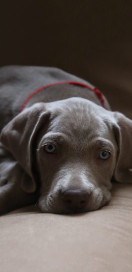 [2436x1125]汪星人 宠物狗 趴着 可爱 苹果手机壁纸图片