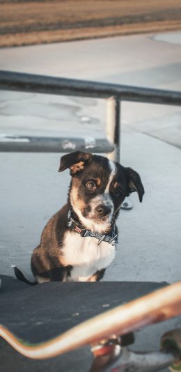 [2436x1125]汪星人 宠物狗 黑白 可爱 苹果手机壁纸图片