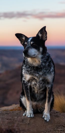 [2436x1125]汪星人 宠物狗 黑白斑点 苹果手机壁纸图片