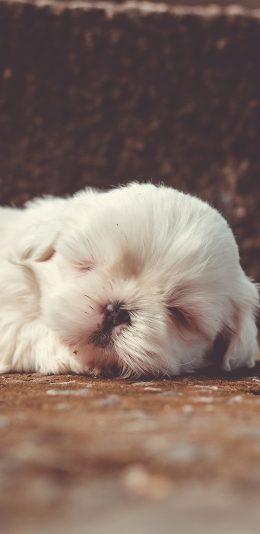 [2436x1125]汪星人 小白狗 睡着 可爱 苹果手机壁纸图片
