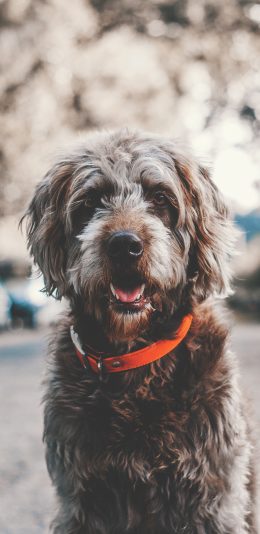 [2436x1125]汪星人 棕毛 呆萌 苹果手机壁纸图片