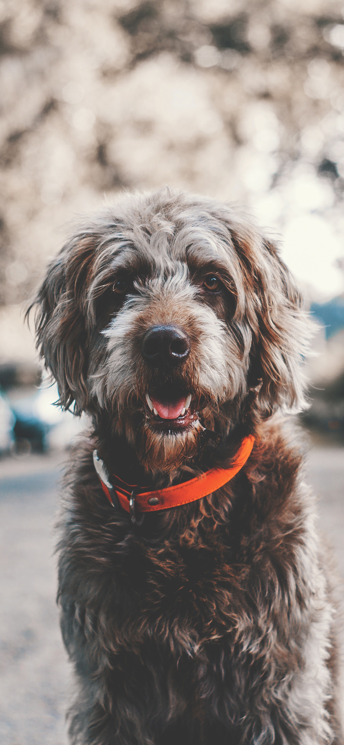 [2436×1125]汪星人 棕毛 呆萌 苹果手机壁纸图片