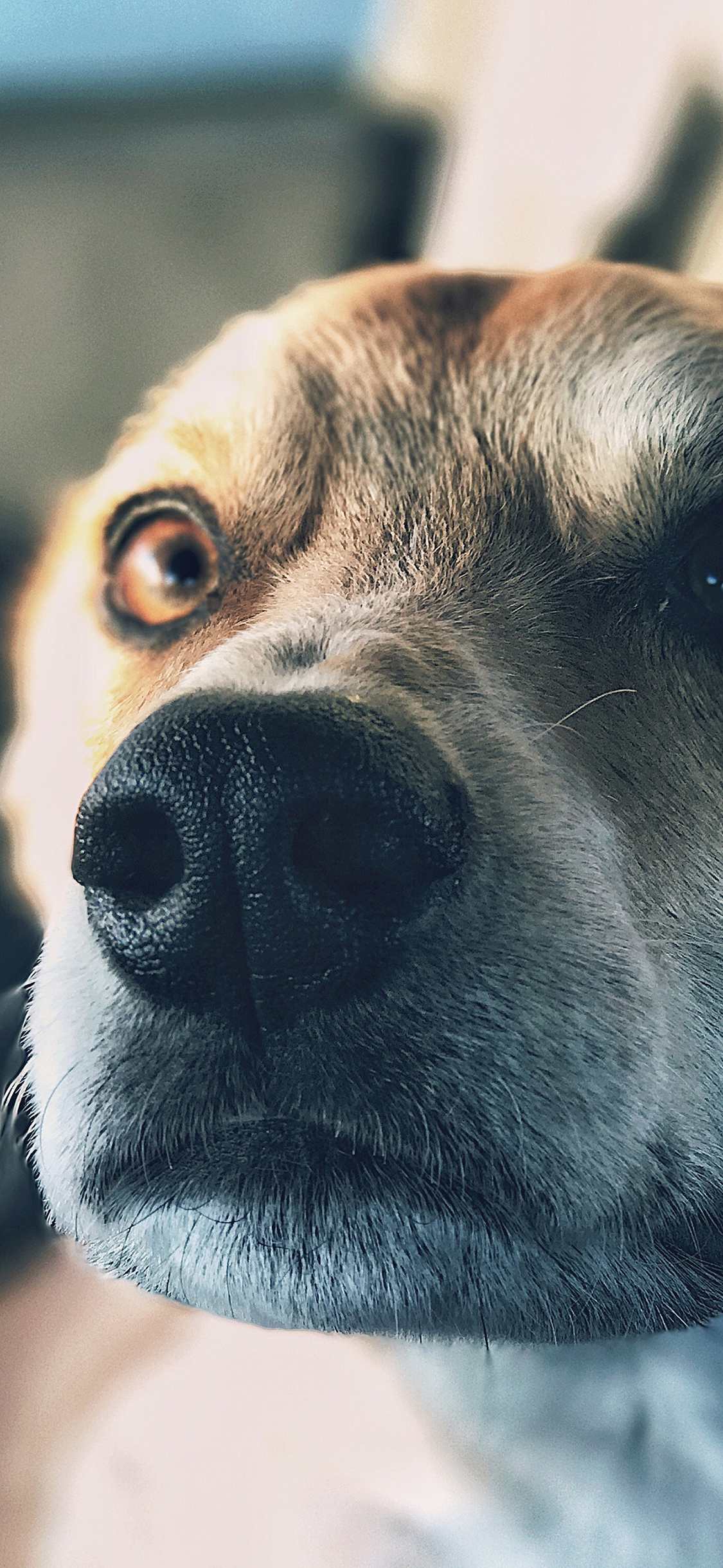 [2436×1125]汪星人 狗 宠物 动物 苹果手机壁纸图片