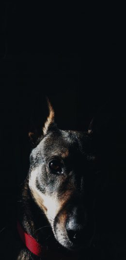 [2436x1125]汪星人 狗子 黑色 苹果手机壁纸图片