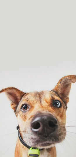 [2436x1125]汪星人 狗狗 宠物狗 呆萌（取自站酷网：超级何某某） 苹果手机壁纸图片