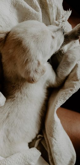 [2436x1125]汪星人 白色 小奶狗 睡觉 苹果手机壁纸图片