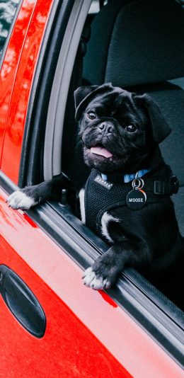 [2436x1125]汽车 红色 宠物狗 巴哥犬 黑色 苹果手机壁纸图片