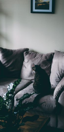 [2436x1125]沙发 喵星人 猫咪 宠物 苹果手机壁纸图片