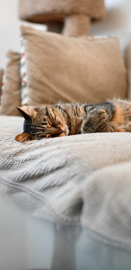 [2436x1125]沙发 宠物 猫咪 睡觉 苹果手机壁纸图片