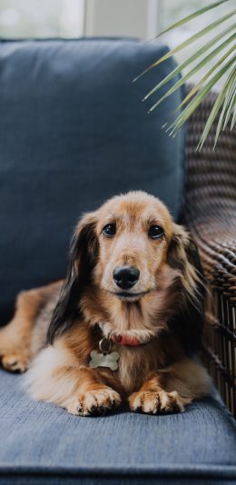 [2436x1125]沙发 宠物狗 汪星人 可爱 苹果手机壁纸图片
